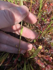 Gentianopsis simplex