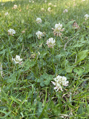 Trifolium repens
