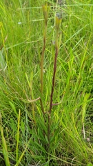 Balduina atropurpurea