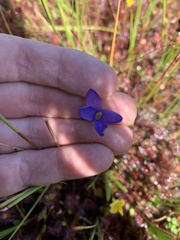 Gentianopsis simplex