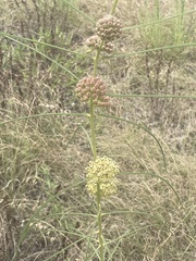 Asclepias stenophylla