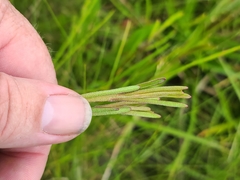 Balduina atropurpurea