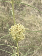 Asclepias stenophylla