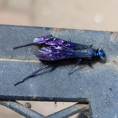 Chalybion californicum