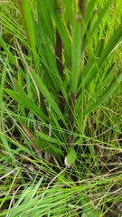 Balduina atropurpurea