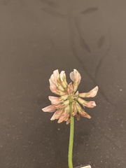 Trifolium repens