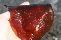 Sarcothalia lanceata