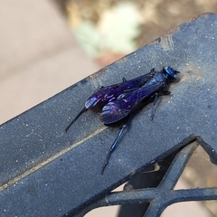 Chalybion californicum