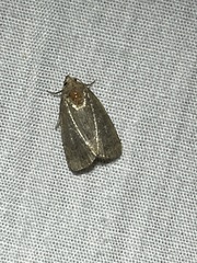 Athetiina