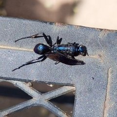 Chalybion californicum