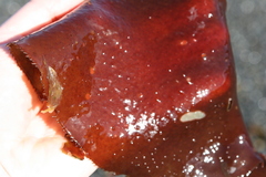 Sarcothalia lanceata