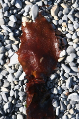 Sarcothalia lanceata