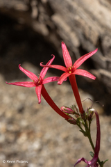 Ipomopsis aggregata bridgesii