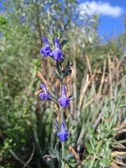 Salvia chamaedryoides
