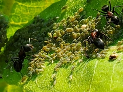 Aphis spiraecola