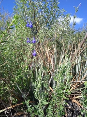 Salvia chamaedryoides