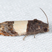 Three-parted Epiblema Moth - Photo (c) Tom Murray, some rights reserved (CC BY-NC), uploaded by Tom Murray