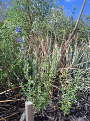 Salvia chamaedryoides