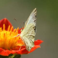 Abaeis mexicana