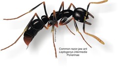 Leptogenys intermedia