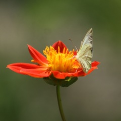 Abaeis mexicana