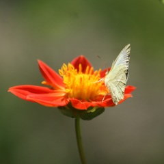 Abaeis mexicana