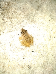 Leptodactylus latrans