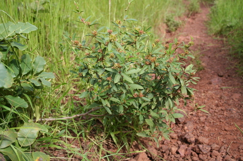 Eriosema glomeratum