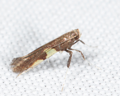 Caloptilia umbratella