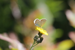 Plebejus anna