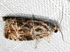 Olethreutes tilianum