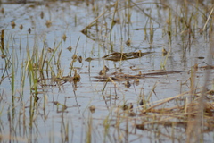 Pseudacris triseriata