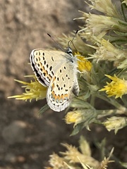 Plebejus fridayi