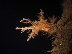 Dendronotus europaeus