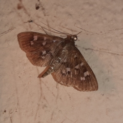 Microthyris