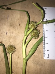 Sparganium fluctuans