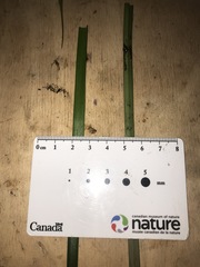 Sparganium fluctuans