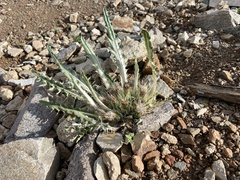 Cirsium tioganum