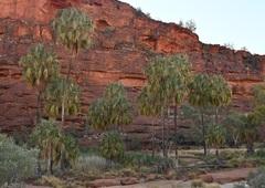 Livistona mariae