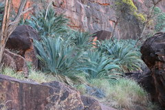 Macrozamia macdonnellii