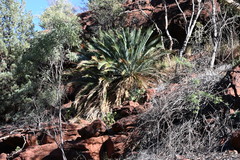 Macrozamia macdonnellii