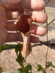 Aristolochia trilobata
