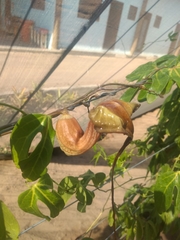 Aristolochia trilobata