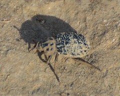 Omorgus texanus