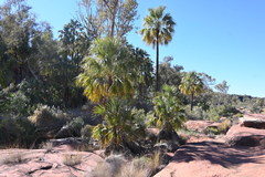 Livistona mariae