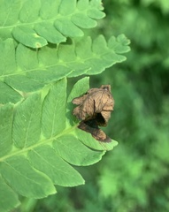 Chirosia filicis