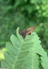 Chirosia filicis