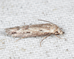 Mompha brevivittella