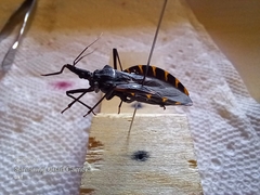 Triatoma gerstaeckeri