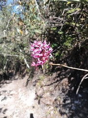 Epidendrum secundum
